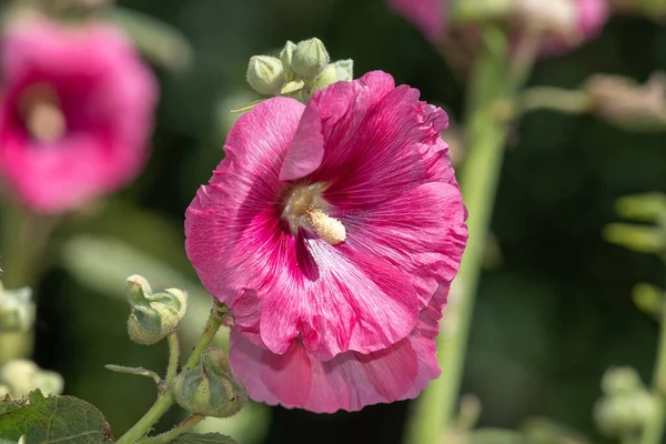 Közelről Rózsaszín Közös Hollyhock Alcea Rosea Virágok Virágzik — Stock Fotó