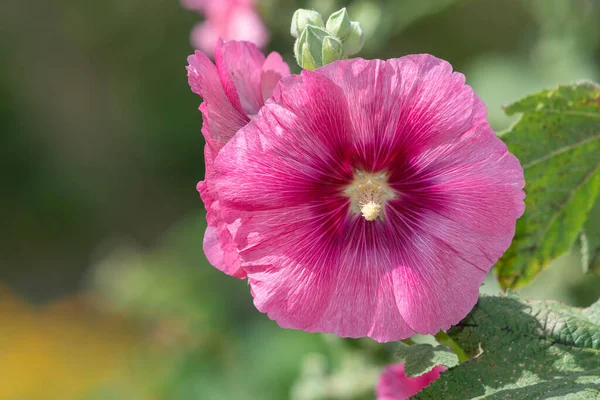 Közelről Egy Rózsaszín Közös Hollyhock Alcea Rosea Virág Virágzik — Stock Fotó