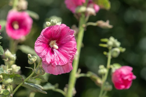 Közelről Rózsaszín Közös Hollyhock Alcea Rosea Virágok Virágzik — Stock Fotó