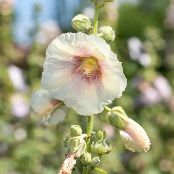 Çiçeklerin Açtığı Beyaz Güllerin Alcea Rosea Kapağını Kapat — Stok fotoğraf