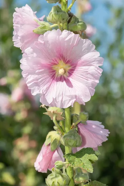 Közelről Rózsaszín Közös Hollyhock Alcea Rosea Virágok Virágzik — Stock Fotó