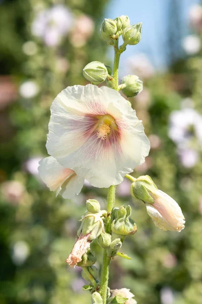 Közelről Fehér Közös Hollyhock Alcea Rosea Virágok Virágzik — Stock Fotó