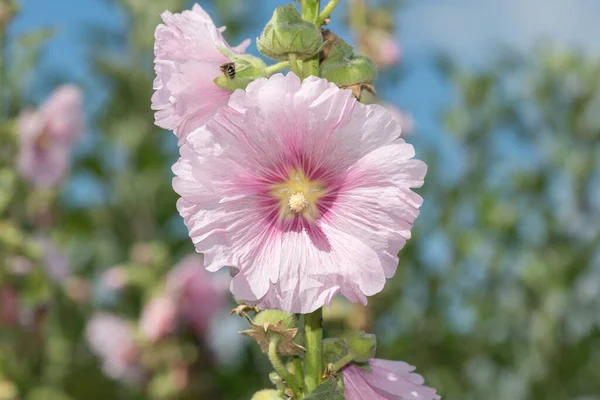 Çiçek Açan Pembe Gülgüllerin Alcea Rosea Kapağını Kapat — Stok fotoğraf