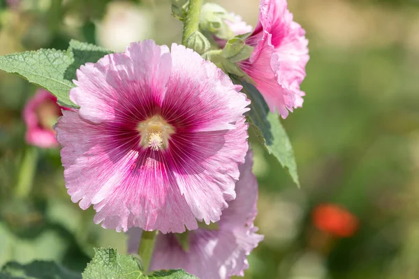 Close Rosa Comum Hollyhock Alcea Rosea Flor Flor — Fotografia de Stock