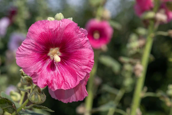花にピンク色の一般的なホリホック アルセア ローマ の花の終わり — ストック写真