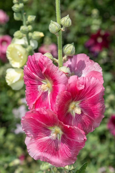 花にはピンク色の花を咲かせます — ストック写真