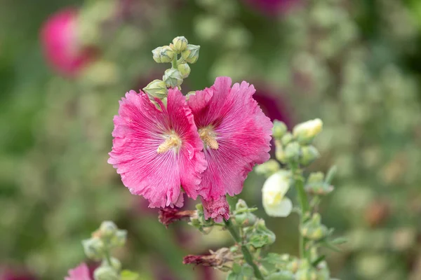 Közelről Rózsaszín Közös Hollyhock Alcea Rosea Virágok Virágzik — Stock Fotó