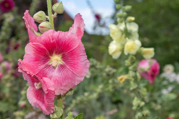 Közelről Rózsaszín Közös Hollyhock Alcea Rosea Virágok Virágzik — Stock Fotó