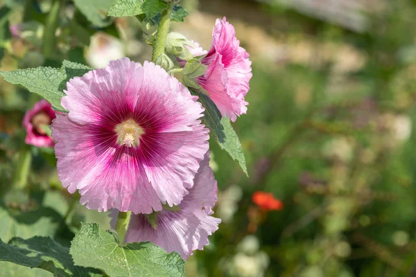 Közelről Rózsaszín Közös Hollyhock Alcea Rosea Virágok Virágzik — Stock Fotó