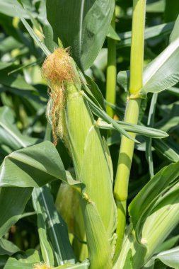 Bir mısır bitkisinin kulağını kapat.