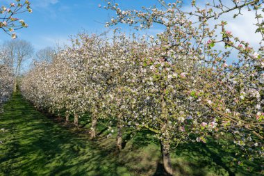 Modern elma bahçesinde elma çiçeği açıyor.