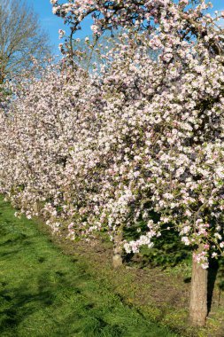 Modern elma bahçesinde elma çiçeği açıyor.