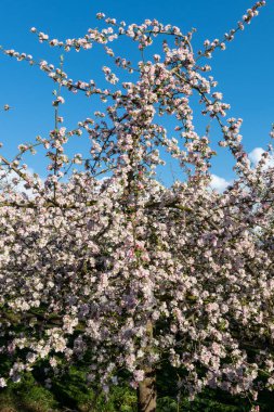 Modern elma bahçesinde elma çiçeği açıyor.