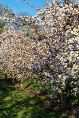 Modern elma bahçesinde elma çiçeği açıyor.