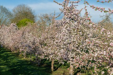 Modern elma bahçesinde elma çiçeği açıyor.