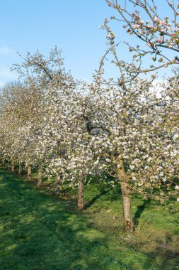Modern elma bahçesinde elma çiçeği açıyor.