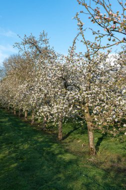 Modern elma bahçesinde elma çiçeği açıyor.