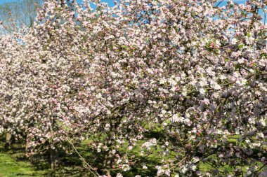 Modern elma bahçesinde elma çiçeği açıyor.