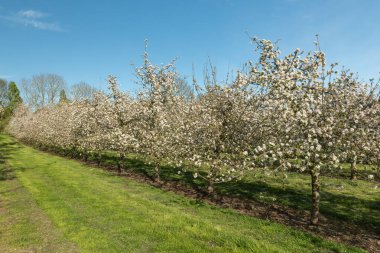 Modern elma bahçesinde elma çiçeği açıyor.