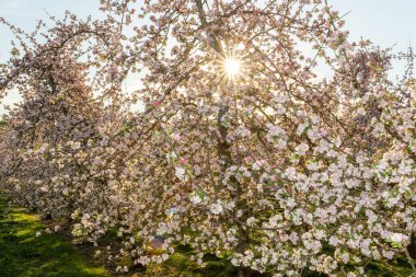 Modern elma bahçesinde elma çiçeği açıyor.