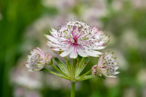 Close Flores Astrantia Flor — Fotografia de Stock