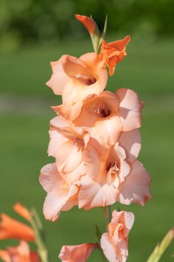 Pembe gladiolus çiçeklerinin açtığı yeri kapatın.