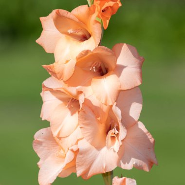 Pembe gladiolus çiçeklerinin açtığı yeri kapatın.
