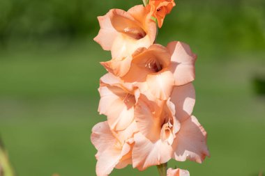 Pembe gladiolus çiçeklerinin açtığı yeri kapatın.
