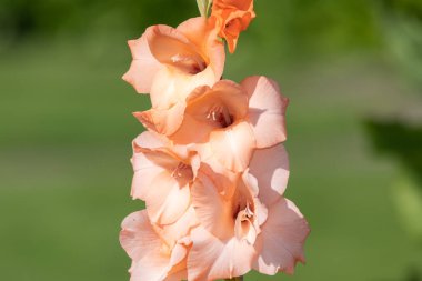 Pembe gladiolus çiçeklerinin açtığı yeri kapatın.