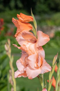 Pembe gladiolus çiçeklerinin açtığı yeri kapatın.