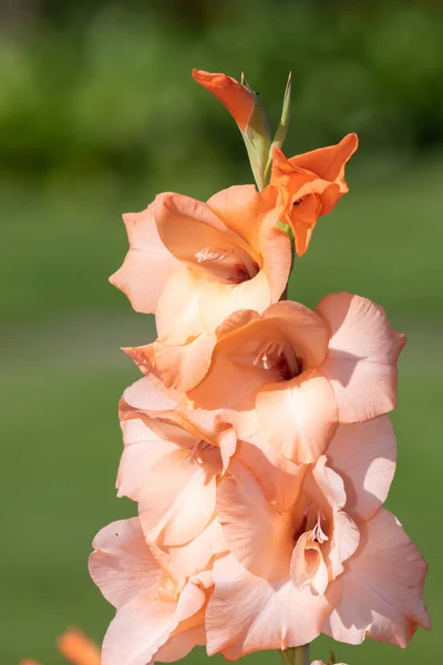 Close Pink Gladiolus Flowers Bloom — Stock Photo, Image