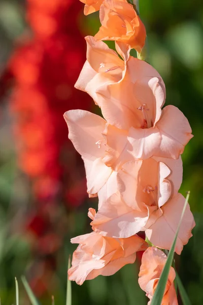 Primo Piano Fiori Gladiolo Rosa Fiore — Foto Stock