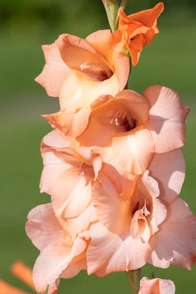 Primer Plano Flores Gladiolo Rosa Flor — Foto de Stock