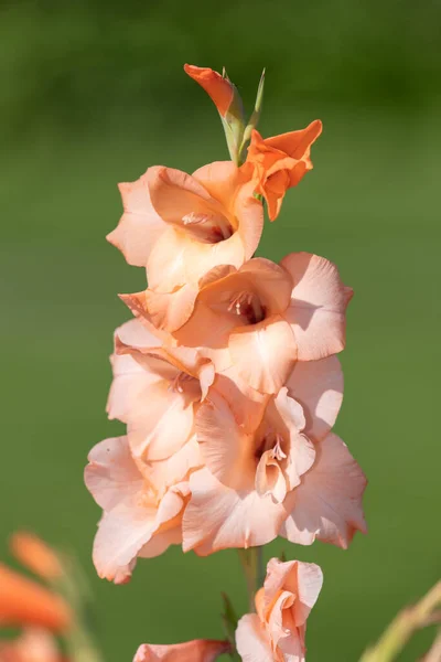 Primo Piano Fiori Gladiolo Rosa Fiore — Foto Stock