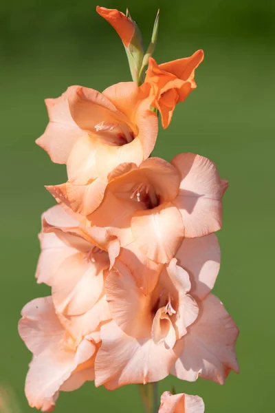 Närbild Rosa Gladiolus Blommor Blom — Stockfoto