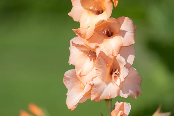 Primo Piano Fiori Gladiolo Rosa Fiore — Foto Stock