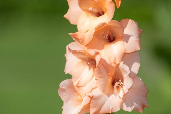 Close Flores Gladiolus Rosa Flor — Fotografia de Stock