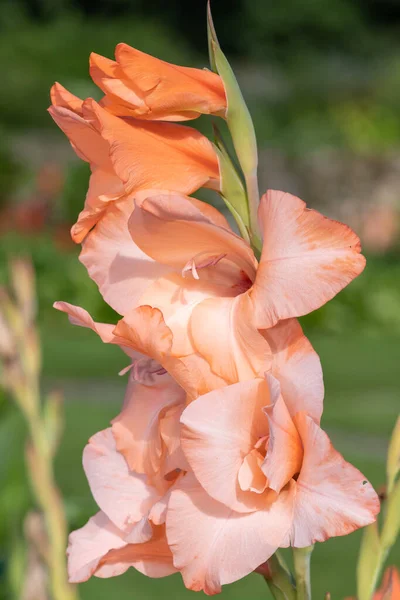 Цветение Розовых Цветков Гладиолусов — стоковое фото