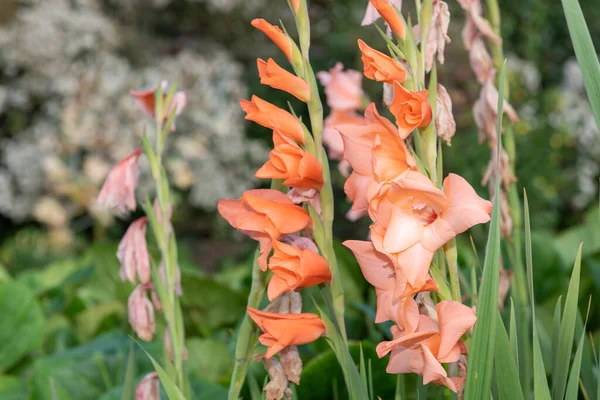 Közelről Rózsaszín Gladiolus Virágok Virágzik — Stock Fotó