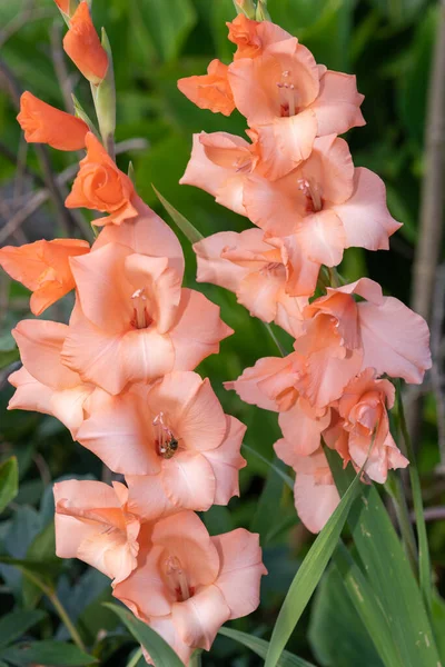 Primer Plano Flores Gladiolo Rosa Flor — Foto de Stock