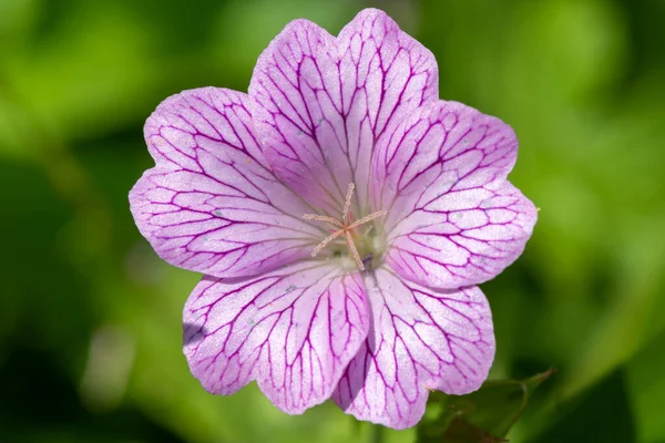 Plan Macro Une Fleur Gerqanium Oxford Geranium Oxanianum Fleurs — Photo