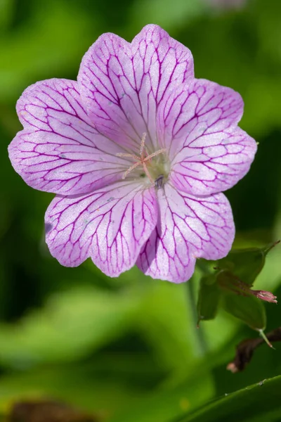 Макроснимок Оксфордского Цветка Геркания Geranium Oxanianum Цветении — стоковое фото
