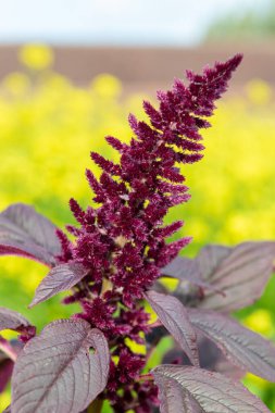 Galler Prensi tüyü (amaranthus pokondriacus) çiçeğinin yakın plan sarısı