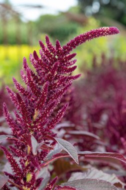 Galler Prensi 'nin tüyüne (amaranthus pokondriacus) yakın plan çiçek açar.