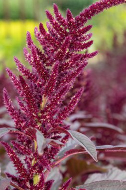 Galler Prensi 'nin tüyüne (amaranthus pokondriacus) yakın plan çiçek açar.