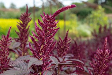 Galler Prensi 'nin tüyüne (amaranthus pokondriacus) yakın plan çiçek açar.