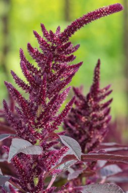 Galler Prensi tüyü (amaranthus pokondriacus) çiçeğinin yakın plan sarısı