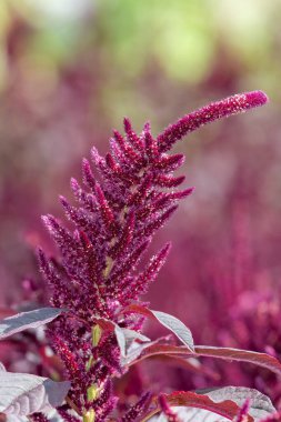 Galler Prensi 'nin tüyüne (amaranthus pokondriacus) yakın plan çiçek açar.