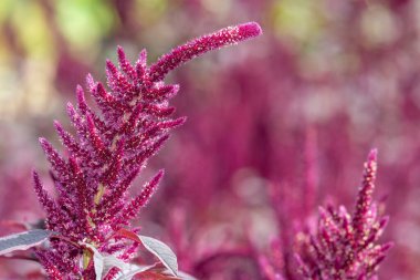 Galler Prensi 'nin tüyüne (amaranthus pokondriacus) yakın plan çiçek açar.