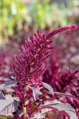 Galler Prensi 'nin tüyüne (amaranthus pokondriacus) yakın plan çiçek açar.